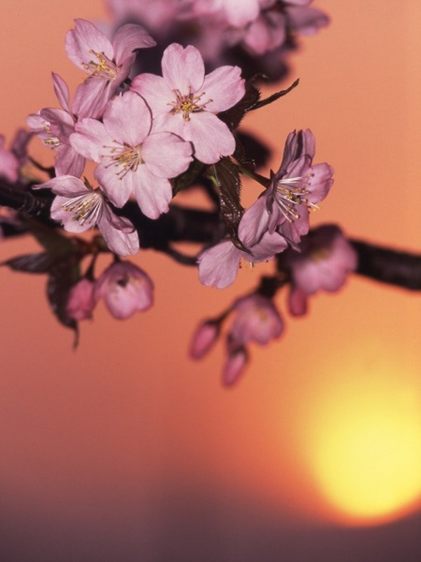 サクラの花 夕日 夕焼け サクラの花 夕日 夕焼け