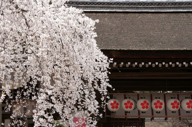 平野神社の桜 サクラ 平野神社の桜 サクラ