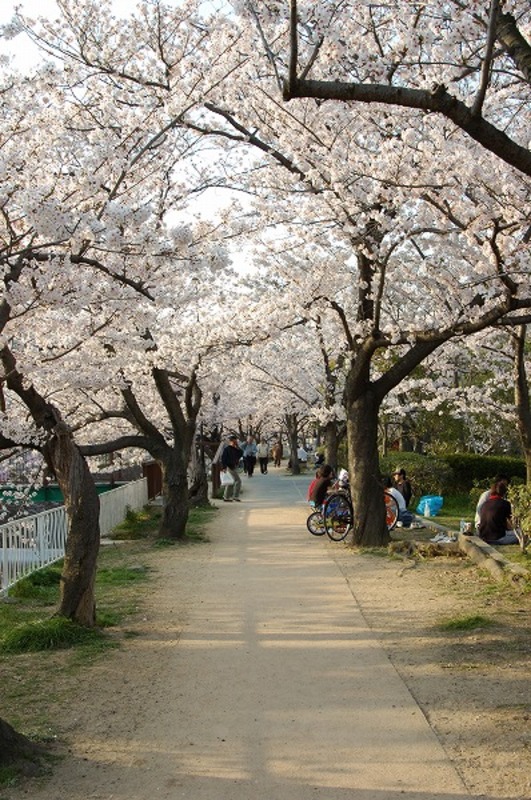 満開の桜並木 サクラの木 満開の桜並木 サクラの木